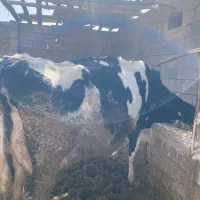 گاو شکم سوم