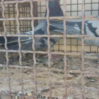 کبوتر صداکن|پرنده|لاران, |دیوار