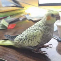 گمشده - عروس هلندی