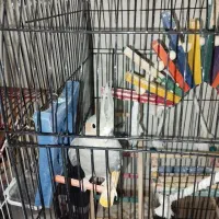 عروس.کوتوله.فنچ|پرنده|شیروان (خراسان), |دیوار