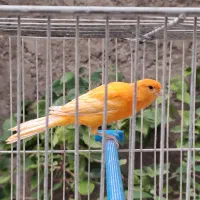 جوجه قناری|پرنده|ابریشم, |دیوار