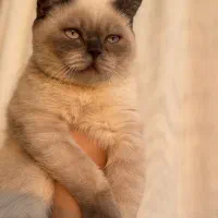 گربه گمشده|گربه|ایلام, |دیوار