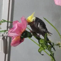 عروس هلندی گمشده