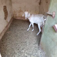 بز دورگ