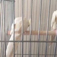 عروس هلندی|پرنده|تهران, تختی|دیوار