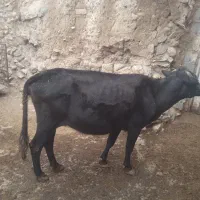 دوعدد گاو گوساله بزرگ ماده زایمان هستی|حیوانات مزرعه|کلیبر, |دیوار