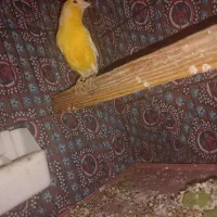 قناری آماده|پرنده|سمنان, |دیوار