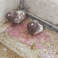 کبوتر|پرنده|سمیرم, |دیوار