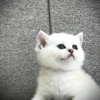 مجموعه گربه های خاص و اصیل (پرشین بریتیش اسکاتیش)|گربه|رشت, گلسار|دیوار