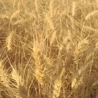 خریدوفروش-زمین-ویلا-مسیرجاده-شورکند
