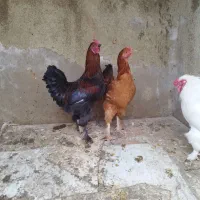 خروس گلین جوان ۹ماهه مرغگیر سالم درشت|حیوانات مزرعه|فردیس, شهرک شهید حسینی|دیوار