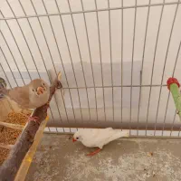 فنچ خانگی|پرنده|بیرجند, |دیوار