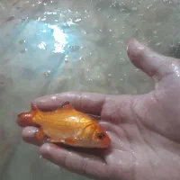 ماهی عید|ماهی|شوشتر, |دیوار