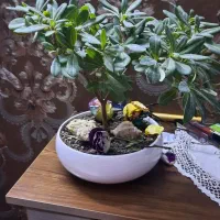 کاج مطبق|گل و گیاه طبیعی|تهران, پرستار|دیوار