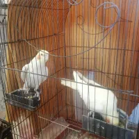 جفت البینو مولدتضمینی