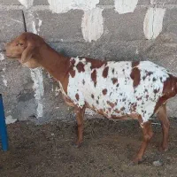 اول بخون بعد تماس بگید|حیوانات مزرعه|بندر دیر, |دیوار