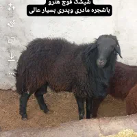 شیشک قوچ هترو