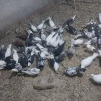 کفتر|پرنده|آران و بیدگل, |دیوار