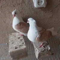 جوجه دوکت زرد خال دار (پشت دار)|پرنده|شهرضا, |دیوار