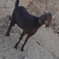 یک عدد بز مواضه میشه