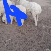 بره نر و یک میش خشک
