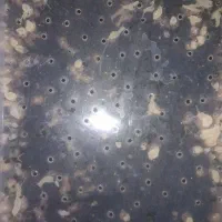 حلزون  پرورشی یک ماهه