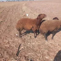 قوچ یک ساله قد کشیده|حیوانات مزرعه|اردبیل, |دیوار