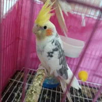 سه عدد عروس هلندی دو و نیم ماهه