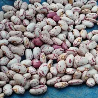 کار در باغات پذیرفته میشود