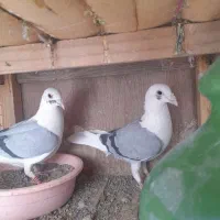 پلاکی اصلی|پرنده|ساوه, |دیوار