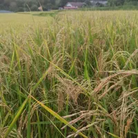 برنج محلی لاهیجان|خوردنی و آشامیدنی|لاهیجان, لیل|دیوار