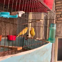 فروش یک جفت قناری تک رنگ درشت بدون لک