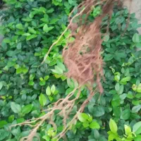 نشای ریشه پر یاس هلندی کرتی