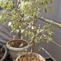 گل زیبا بنجامین