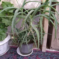 گل زیبا و سر زنده خانگی|گل و گیاه طبیعی|زنجان, |دیوار