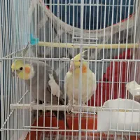 عروس هلندی مولد