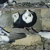 طوق سیاه،شازده سرخ نر