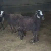 میش افشاری|حیوانات مزرعه|خنداب, |دیوار