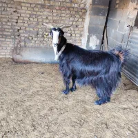 میش بز ابستن سنگین