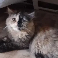 واگذاری گربه پرشین|گربه|تهران, مشیریه|دیوار