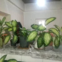 گل آپارتمانی|گل و گیاه طبیعی|فسا, |دیوار