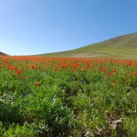 زمین-باغی-قشلاق