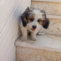 سگ سر حال و بازیگوش