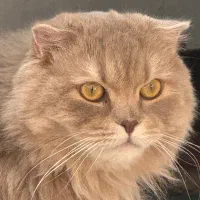 گربه. پرشین