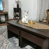 واگذاری گربه