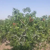 فروش،زمین پسته