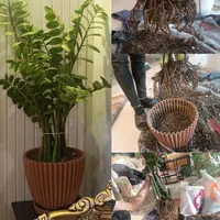 ویزیت گل و گیاه،نگهداری دوره ای،تعویض خاک گلدان|خدمات باغبانی و درختکاری|مشهد, احمدآباد|دیوار