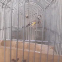 سهره فروش یامعاوضه