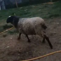 گوسفند رومانوف