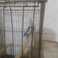یک جفت عروس هلندی